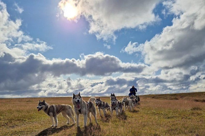 A group of dogs and a person on horseback in a grassy field with a cloudy sky. 4