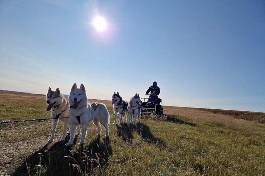 A group of sled dogs with a person riding a sled in a grassy field under a clear sky. 3