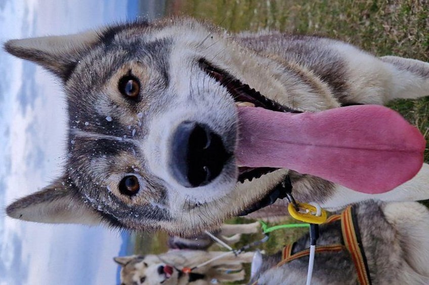 A close-up of a dog with a harness, a snowy landscape, and a body of water in the background. 5