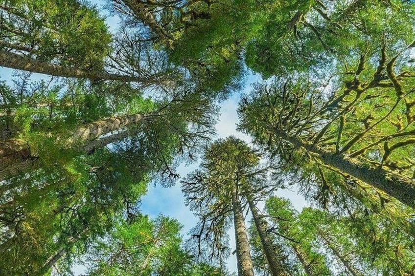 A dense forest with tall trees and a clear blue sky. 3