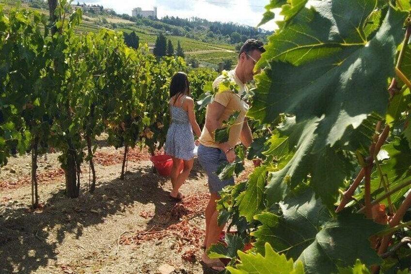 Chianti harvest