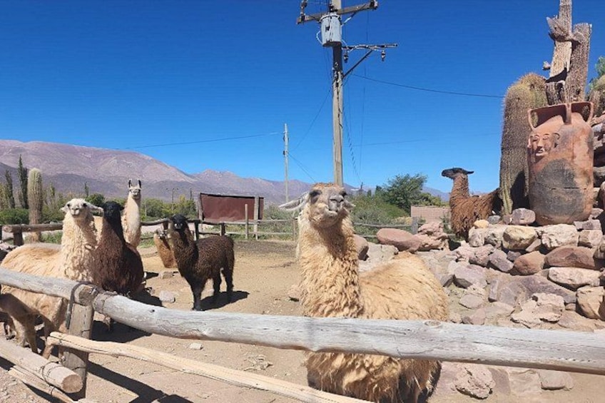 From Salta: Full-Day Tour to Humahuaca, Purmamarca and Tilcara 3