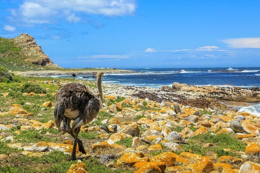 All-Inclusive Private Tour: Table Mountain, Cape Point & Penguins 4