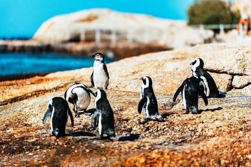Boulders Beach Peguins 2