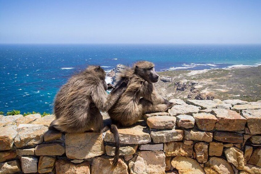 Baboons on our Cape of good hope private tour in Cape Town 4