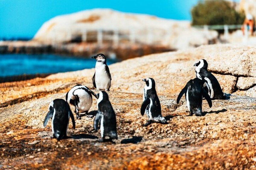 Boulders Beach Peguins 2