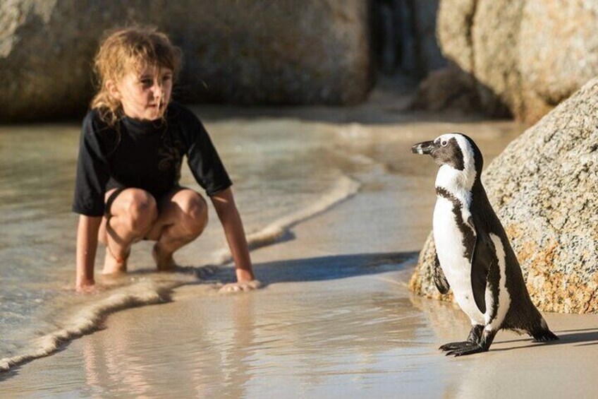 Boulders BeachbPenguins Colony-Cape of good Hope Tour All Inclusive 3