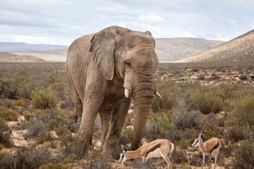 Private Big 5 Safari at Aquila Game Reserve from Cape Town 1
