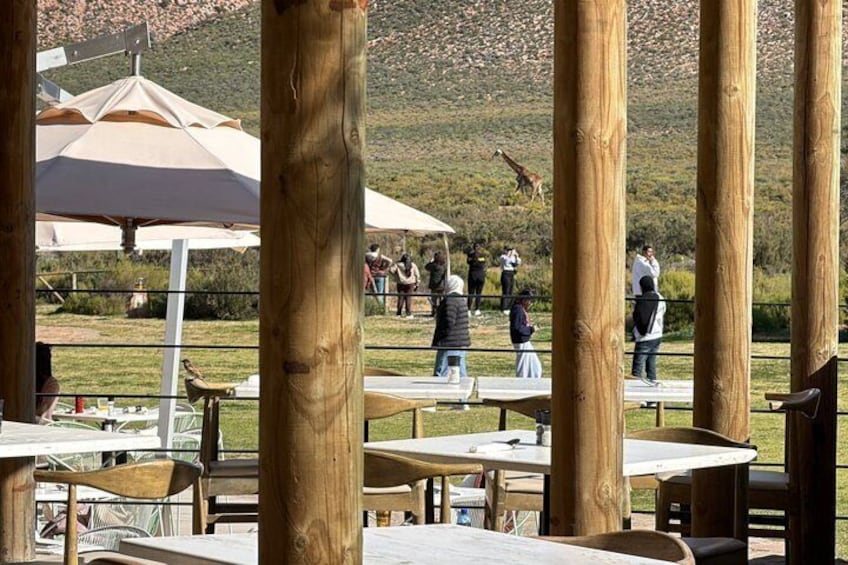 Big 5 Safari Adventure with Return Transfers from Cape Town 1