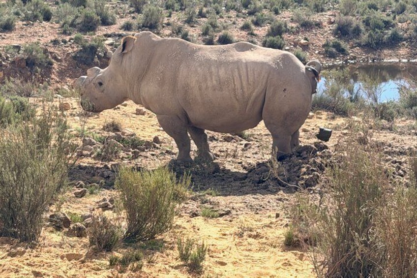 Big 5 Safari Adventure with Return Transfers from Cape Town 5