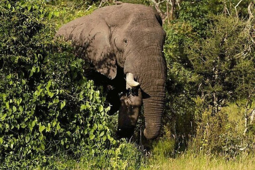 Private Big 5 Safari at Aquila Game Reserve from Cape Town 3