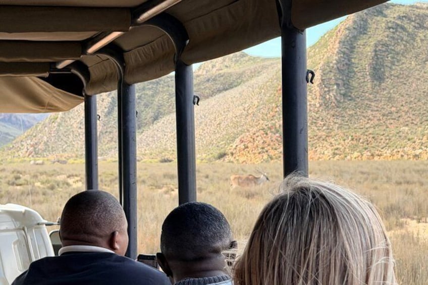 Big 5 Safari Adventure with Return Transfers from Cape Town 4