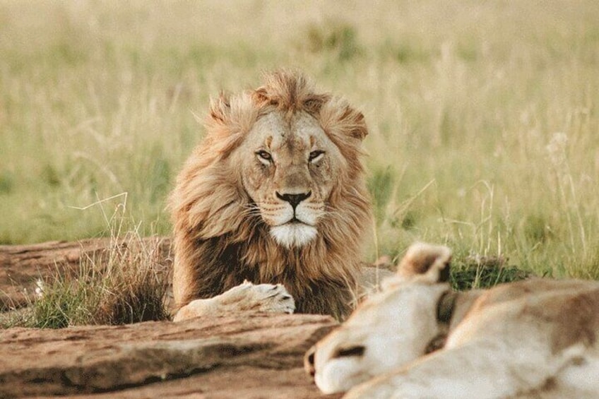 Private Big 5 Safari at Aquila Game Reserve from Cape Town 2