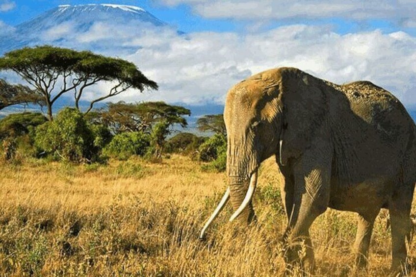 Private Big 5 Safari at Aquila Game Reserve from Cape Town 5