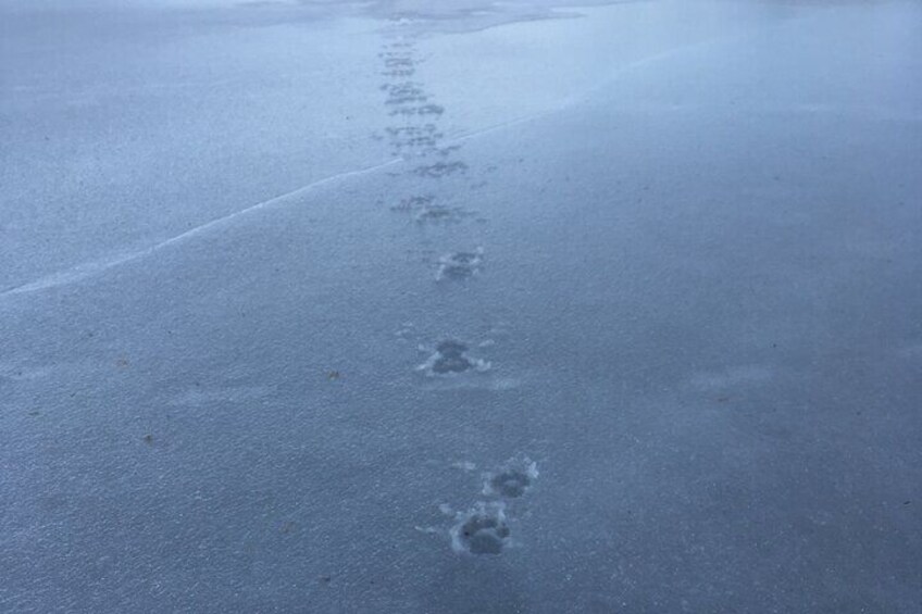 Wolf and Wildlife Tracking in Sweden