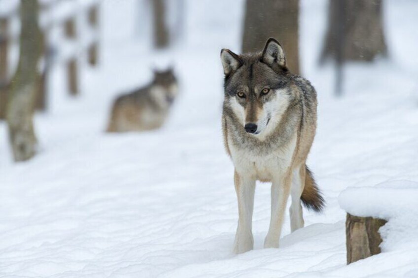 Wolf and Wildlife Tracking in Sweden