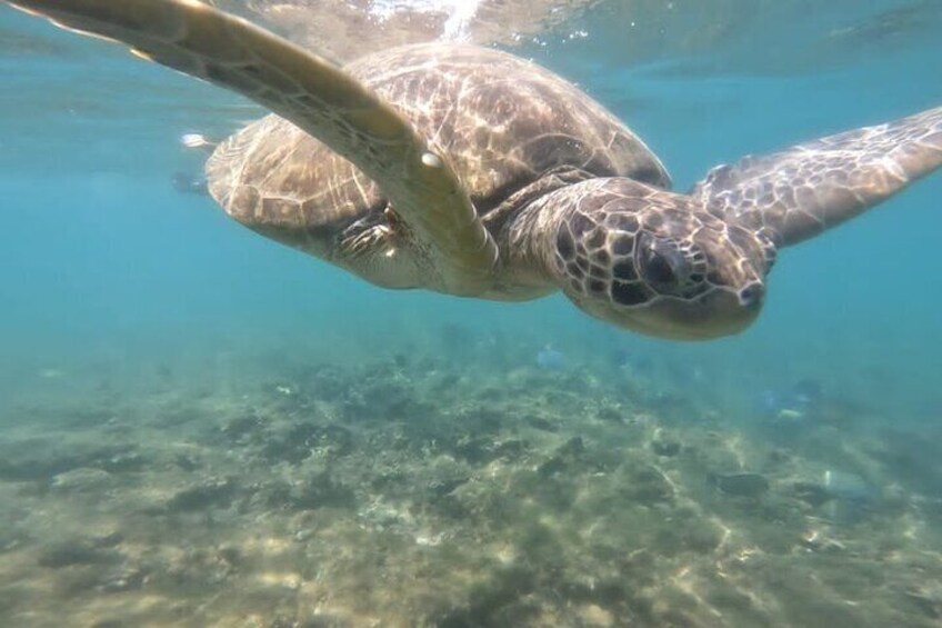 A sea turtle swimming underwater. 5