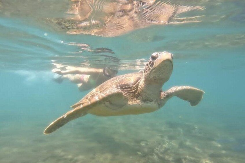 A sea turtle swimming underwater. 2