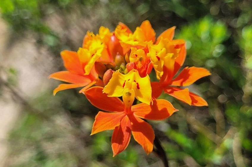 A cluster of orange and yellow flowers with a blurred green background. 4