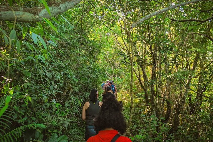 A group of people hiking through a dense forest. 2