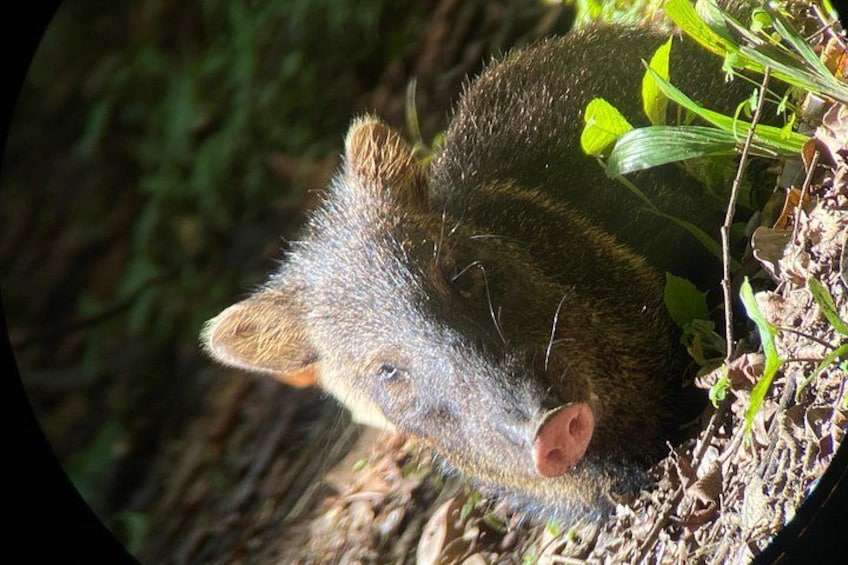 A small mammal with a pointed snout and large eyes, partially hidden by foliage. 4