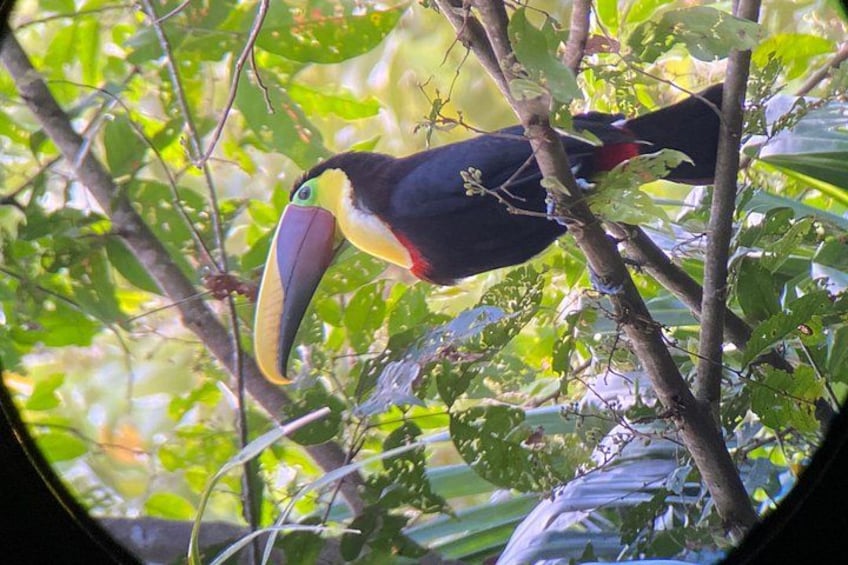 A toucan perched on a tree branch surrounded by dense foliage. 5