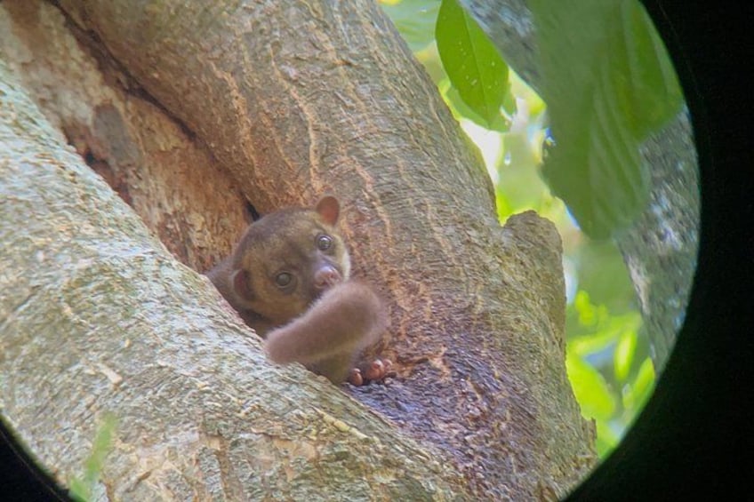 A small primate clinging to a tree trunk. 3