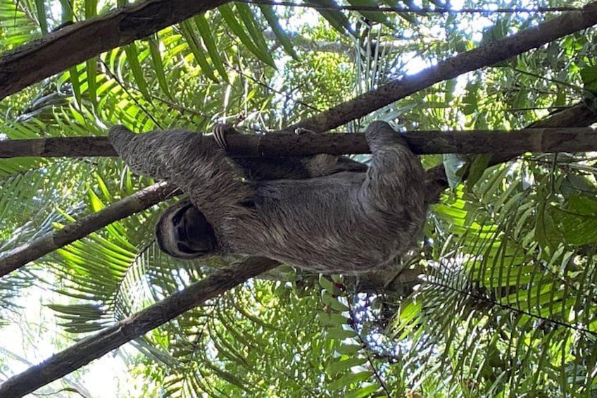 A sloth hanging from a tree branch in a dense forest. 2