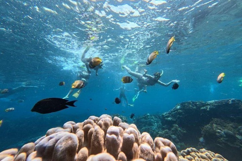 An underwater scene with divers and fish. 3