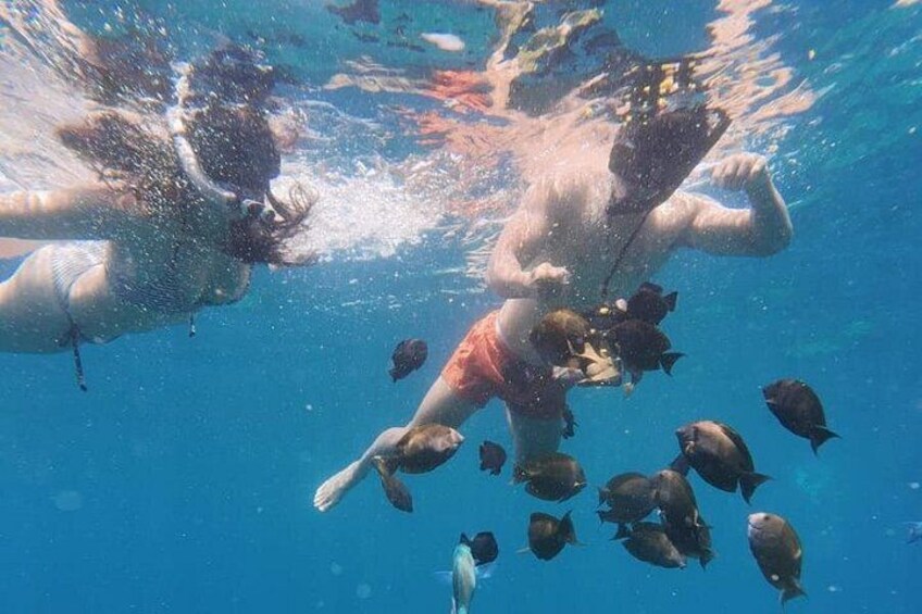 A person swimming underwater with a group of fish. 4