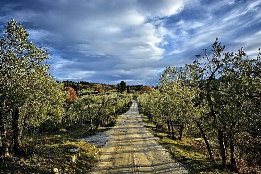 Private full day Tour to Chianti with wineries visit