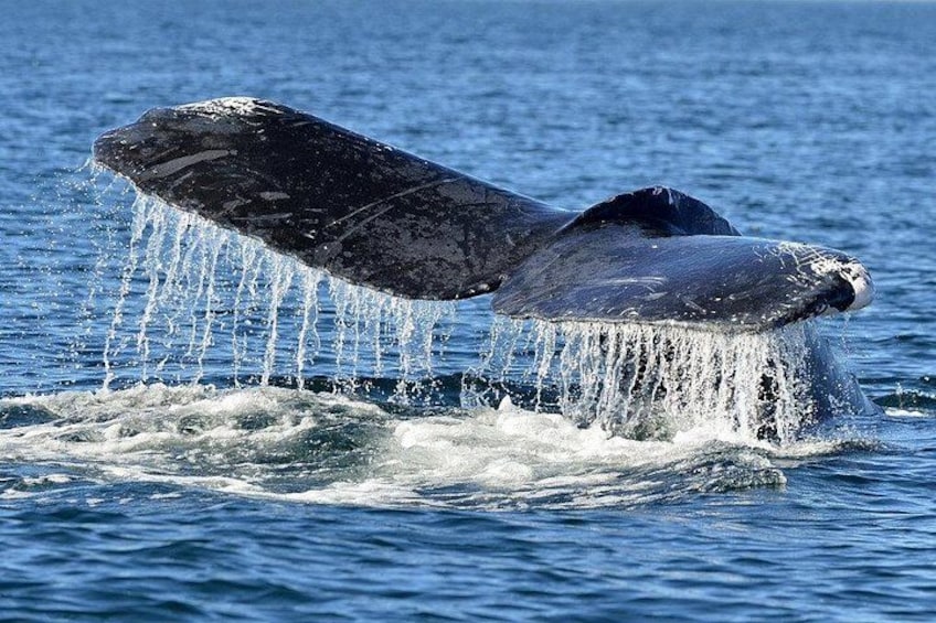 La coda di una balena emerge dall'acqua, sollevando un'onda. 1