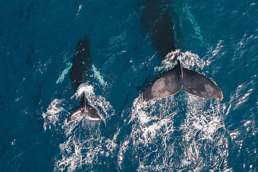 Una balena con la coda fuori dall'acqua, un'altra con la coda parzialmente immersa e una terza con la coda che si innalza. 3