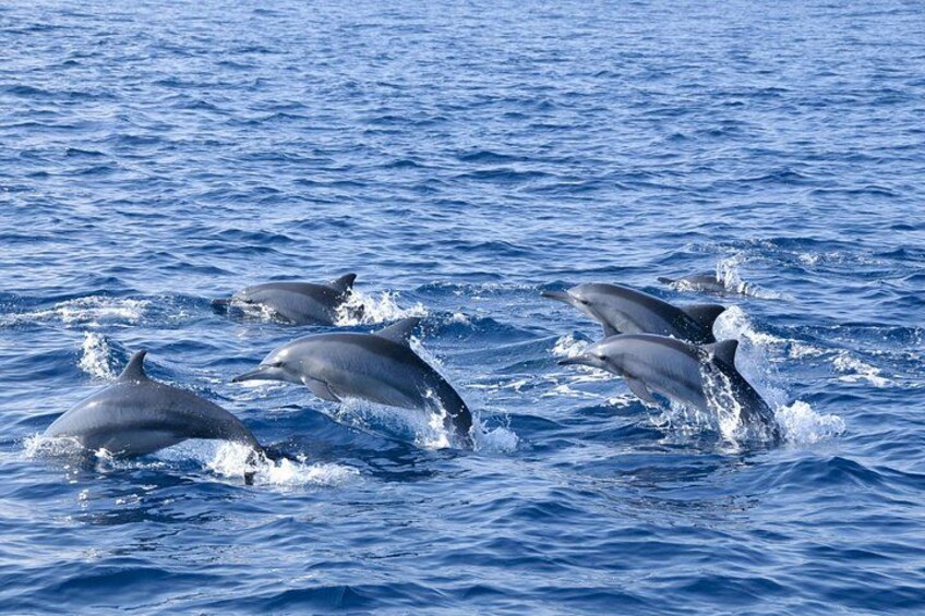 Delfines saltando fuera del agua en un océano azul. 3