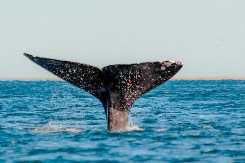 Una aleta de ballena en el océano. 5