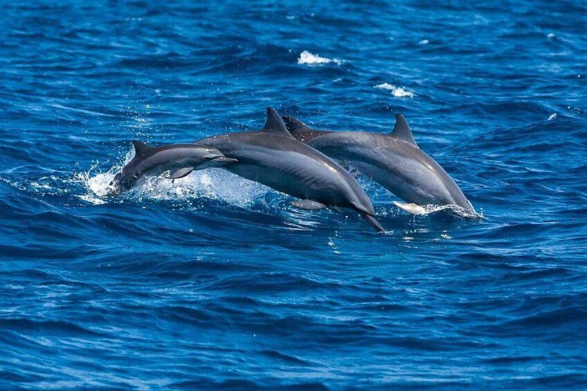 Dos delfines saltando fuera del agua. 4