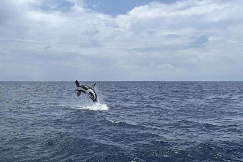 Un delfín saltando fuera del océano. 2