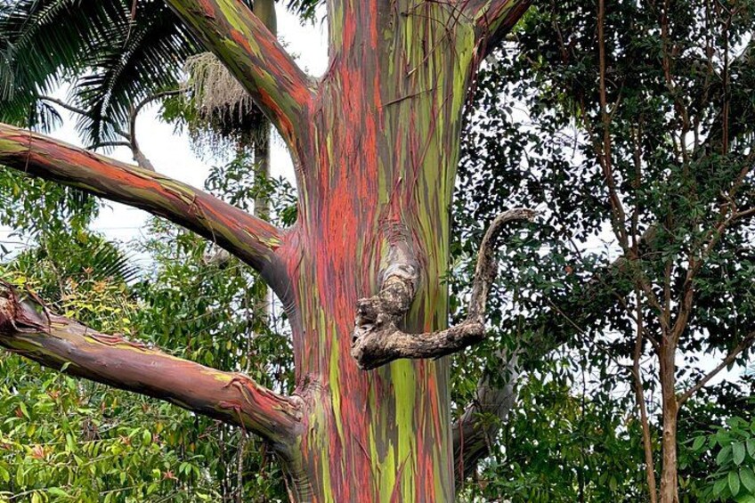 Rainbow bark eucalyptus 3