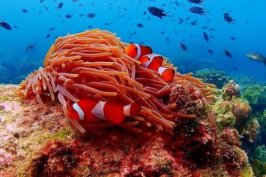 An anemone with clownfish, surrounded by coral and underwater vegetation. 2