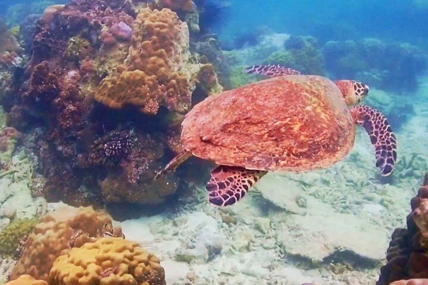 A sea turtle swimming near coral reefs. 5