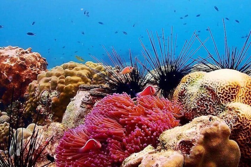 A vibrant coral reef with diverse marine life and colorful corals. 4