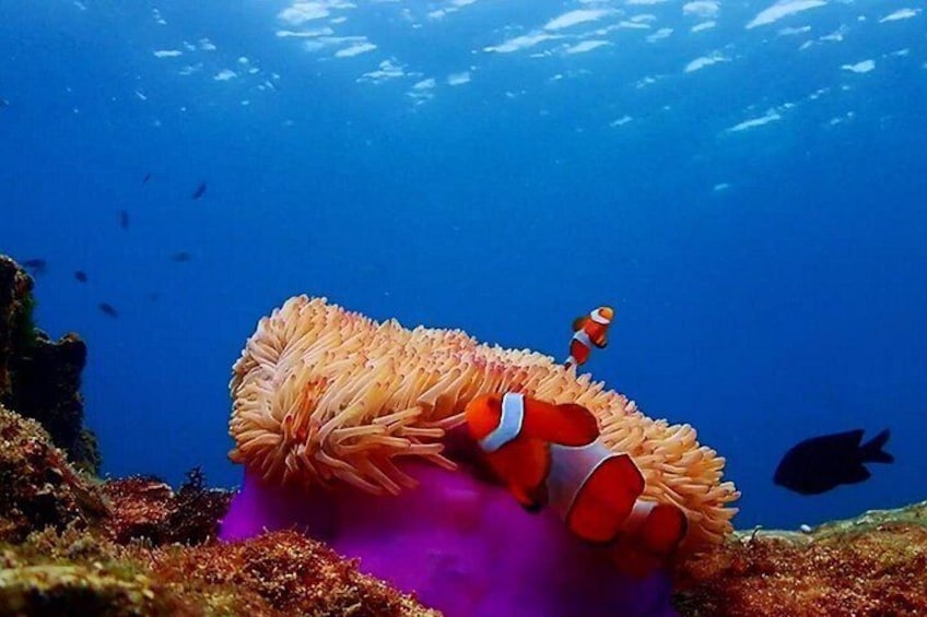 A clownfish among sea anemones, underwater scenery, and a purple coral formation. 3