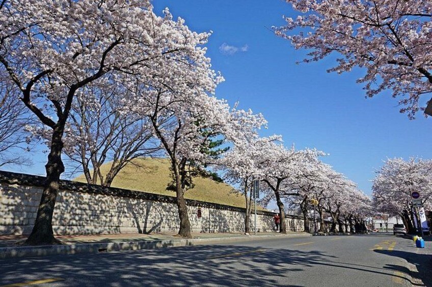 Gyeongju's Top Attractions on Private Tour with a Licensed guide 2