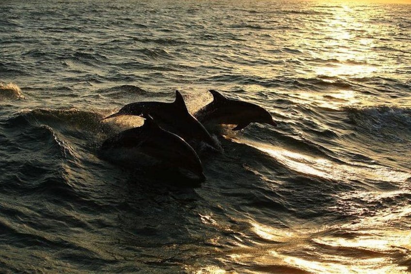 Dolphins swimming in the ocean. 4