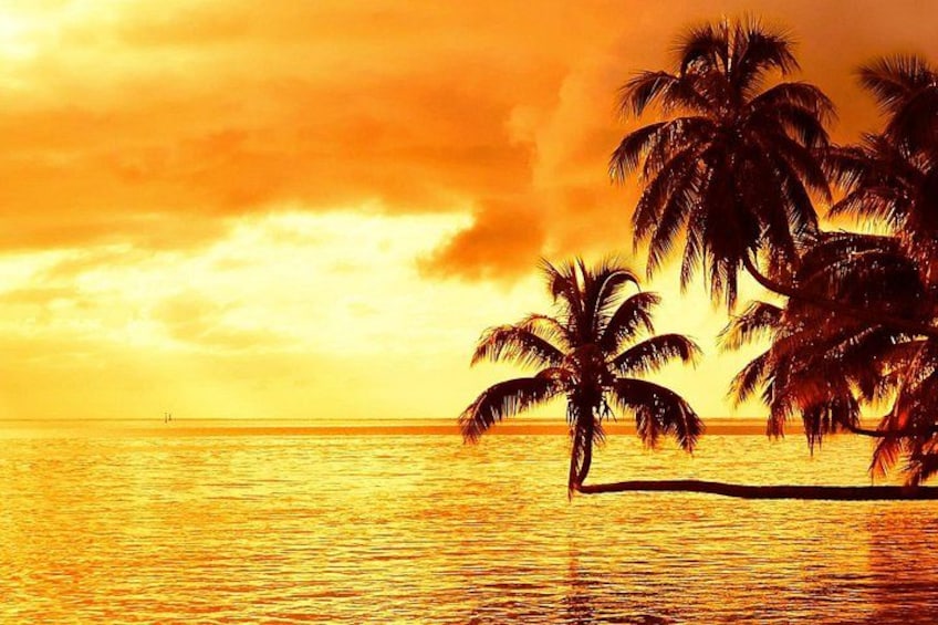 A sunset over a beach with palm trees. 2
