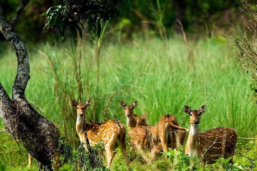 2 Days and 1 Night Chitwan Safari Tour 4