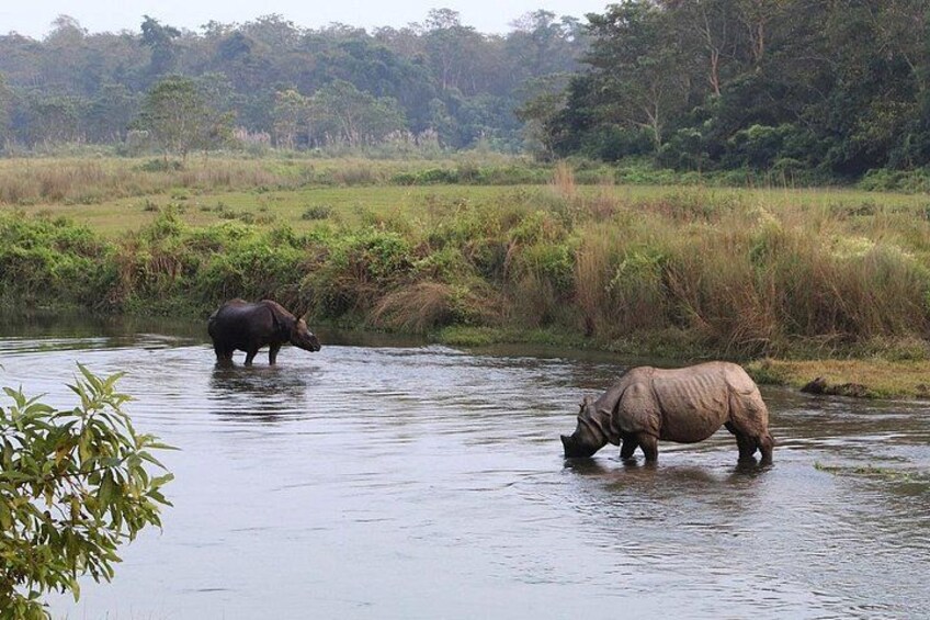Chitwan national park 1