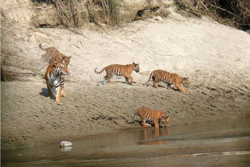 2 Days and 1 Night Chitwan Safari Tour 3