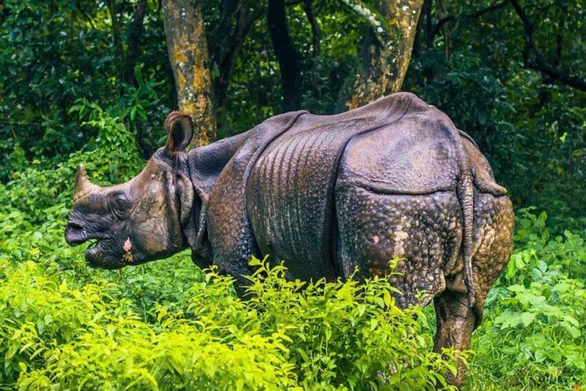 2 Days and 1 Night Chitwan Safari Tour 2