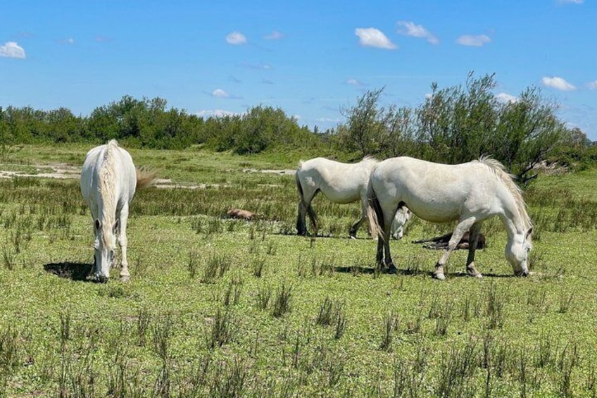 Day in Camargue Aigues-Mortes and St Marie de la mer 5